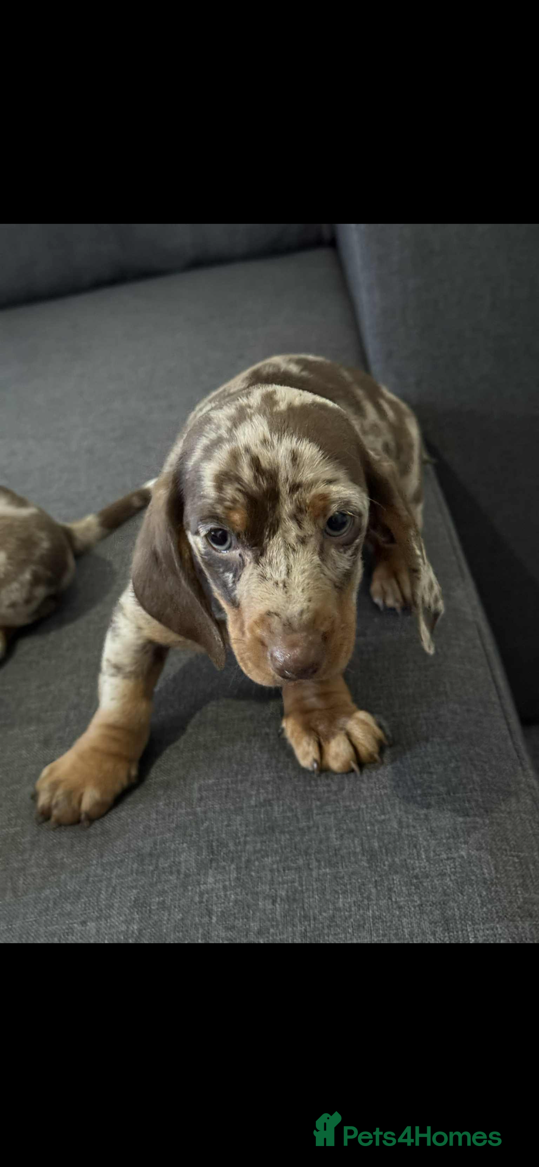 Dachshund dogs for sale: Dachshund - Image 6