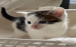 British Shorthair cats for sale: British Shorthair Kittens!  - Image 15