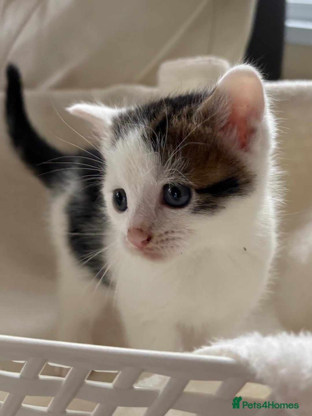 British Shorthair cats for sale: British Shorthair Kittens!  - Image 15