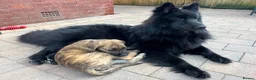 German Shepherd dogs for stud: *Proven* Black German Shepherd Dog Male at Stud  - Advert 8