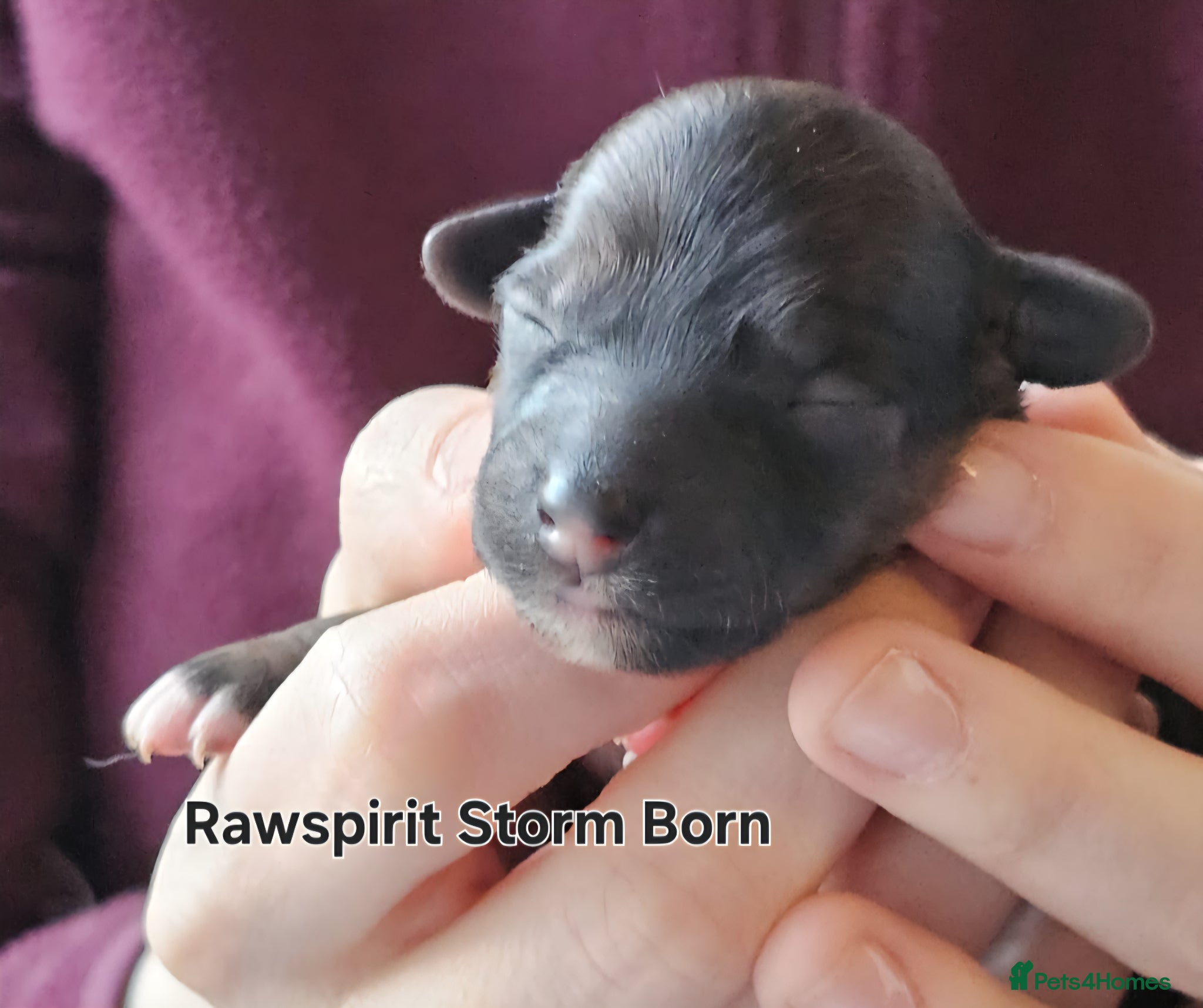 Chinese Crested dogs Powder puff girls and boy available  - Advert 2