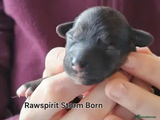 Chinese Crested dogs Powder puff girls and boy available - Advert 2