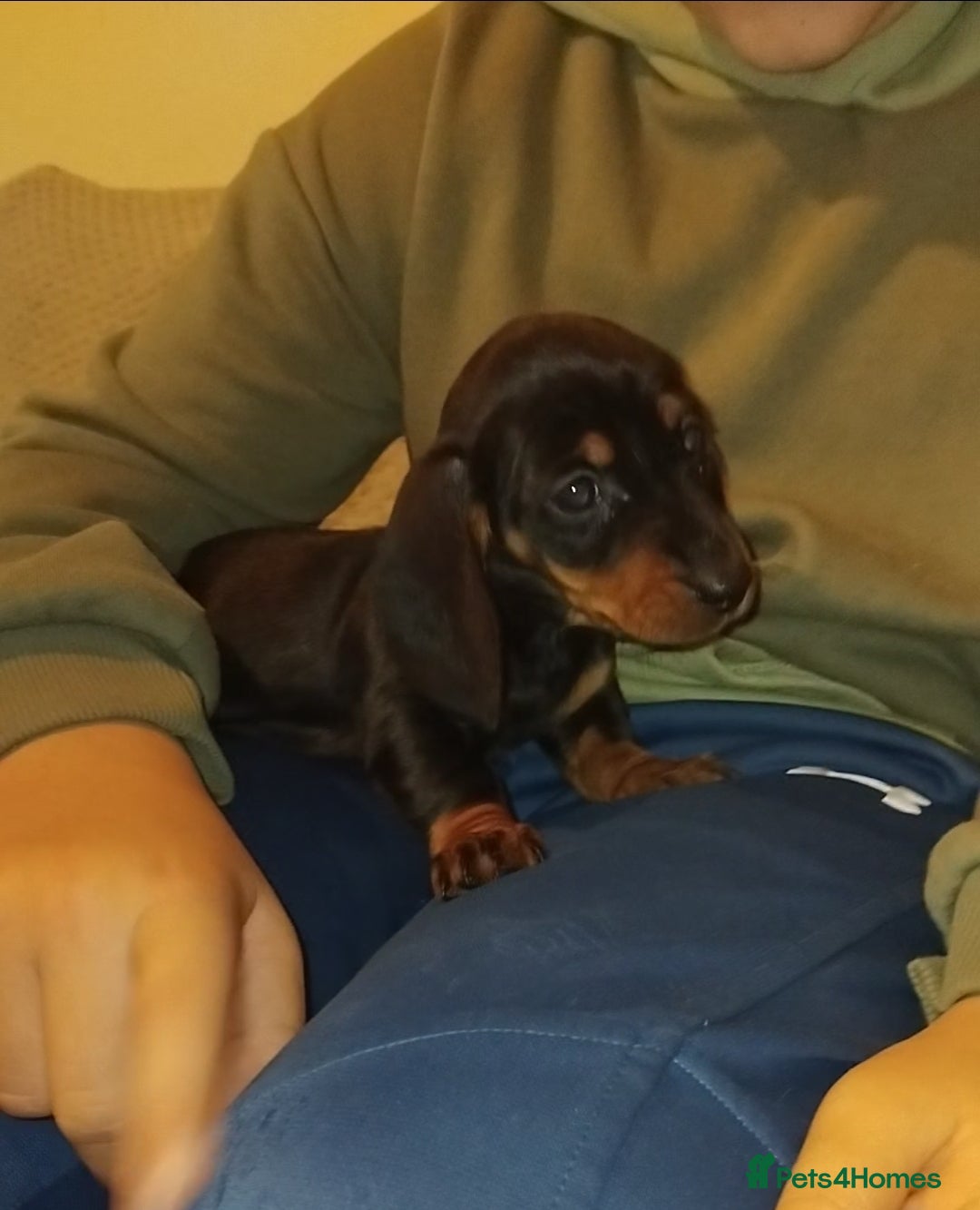 Dachshund dogs for sale: Dachshund puppies - Advert 11