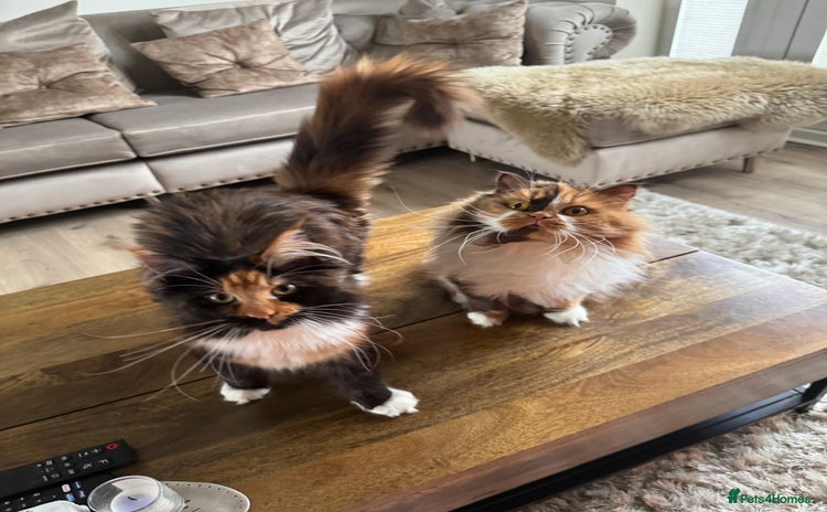 Maine Coon cats Maine coon 16 months old  - Advert 2