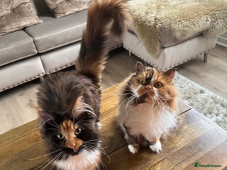 Maine Coon cats Maine coon 16 months old - Advert 2