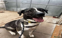 Mixed Breed dogs for adoption: Meet Skye, currently residing in Cheshire  in Hull - Image 7