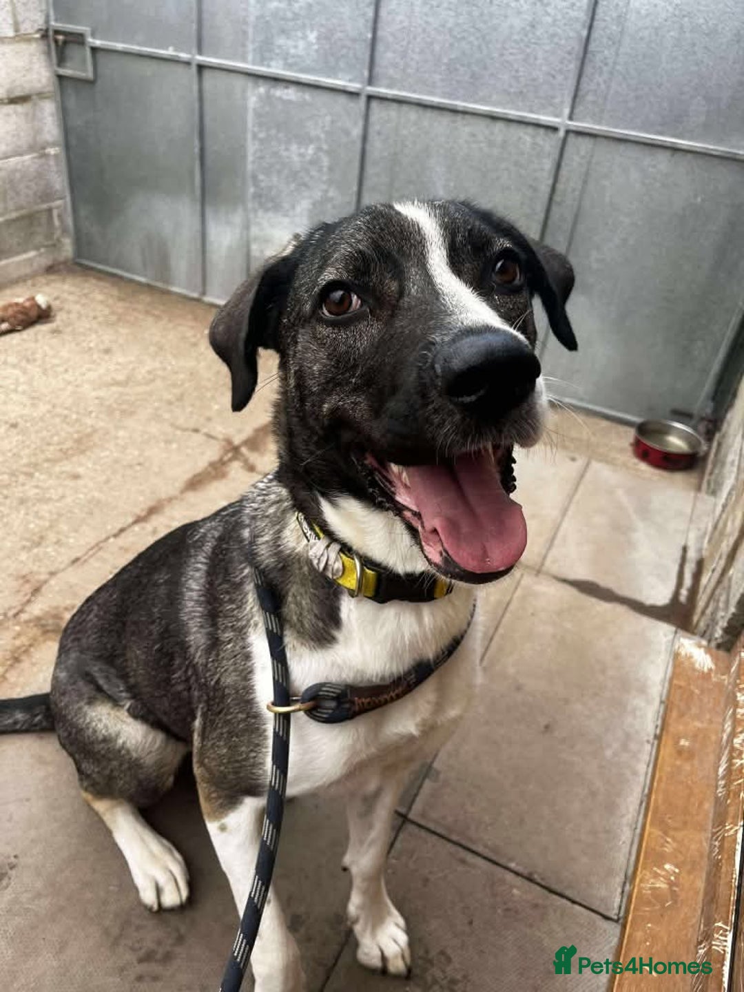 Mixed Breed dogs for adoption: Meet Skye, currently residing in Cheshire  in Hull - Image 7