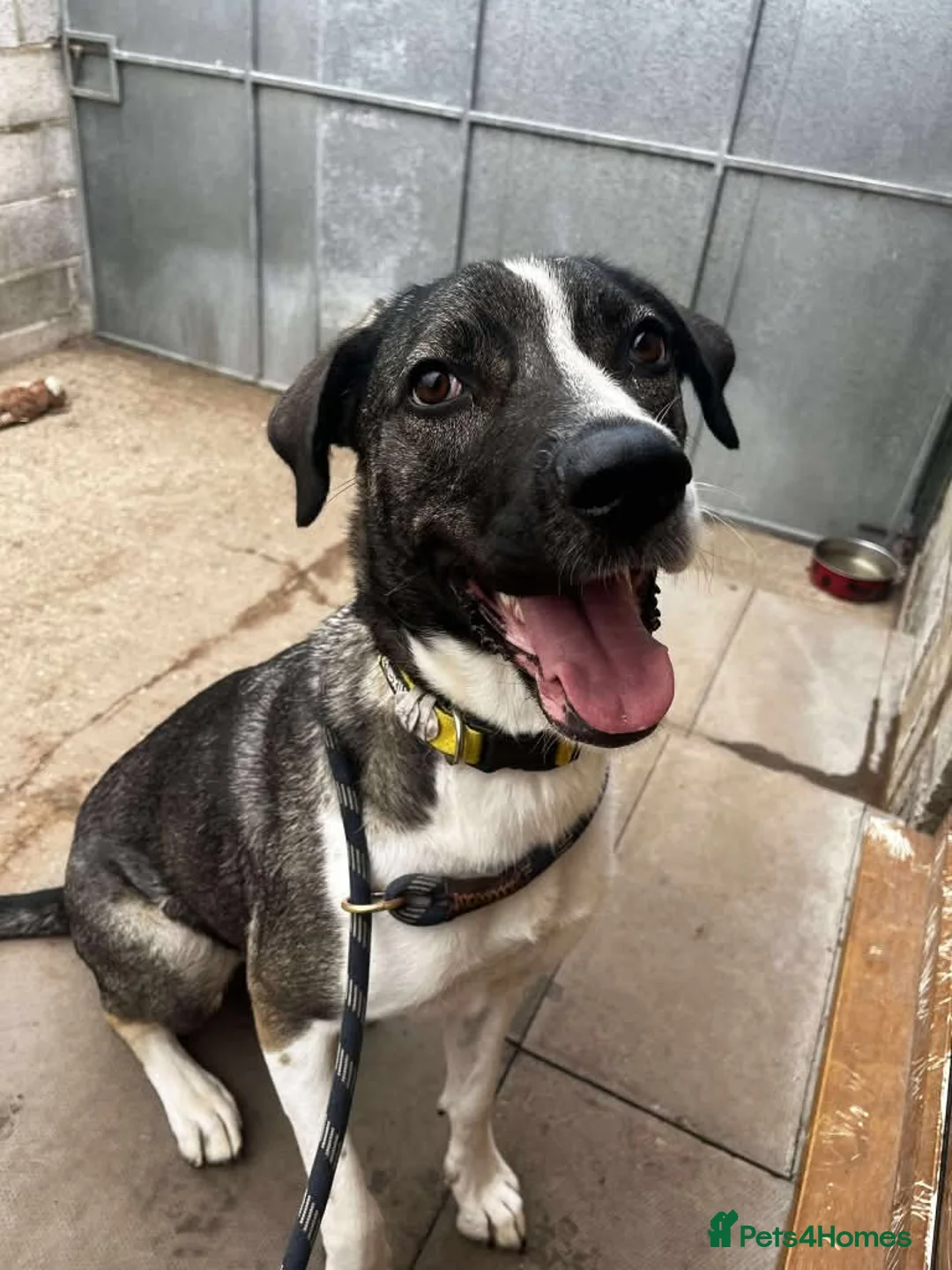 Mixed Breed dogs for adoption: Meet Skye, currently residing in Cheshire  in Hull - Advert 7