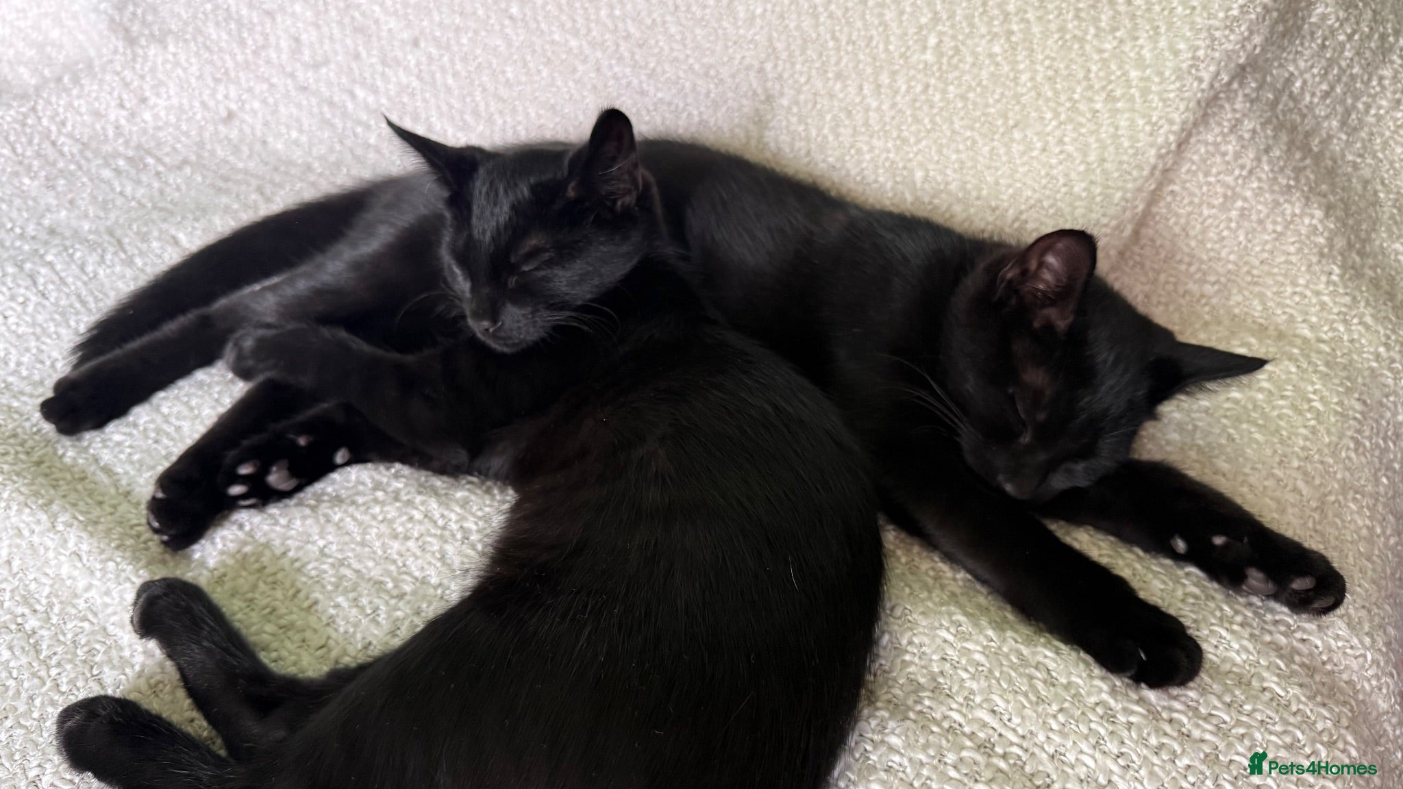 Mixed Breed cats Two adorable boys kittens left  - Advert 1