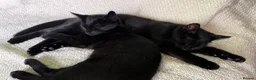 Mixed Breed cats for sale: Two adorable boys kittens left  - Advert 1