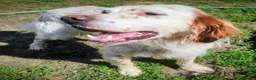 English Setter dogs for adoption: BRUNO - Advert 2