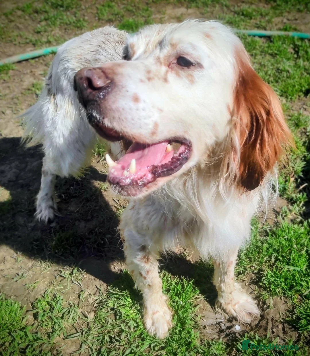 English Setter dogs for adoption: BRUNO - Advert 2