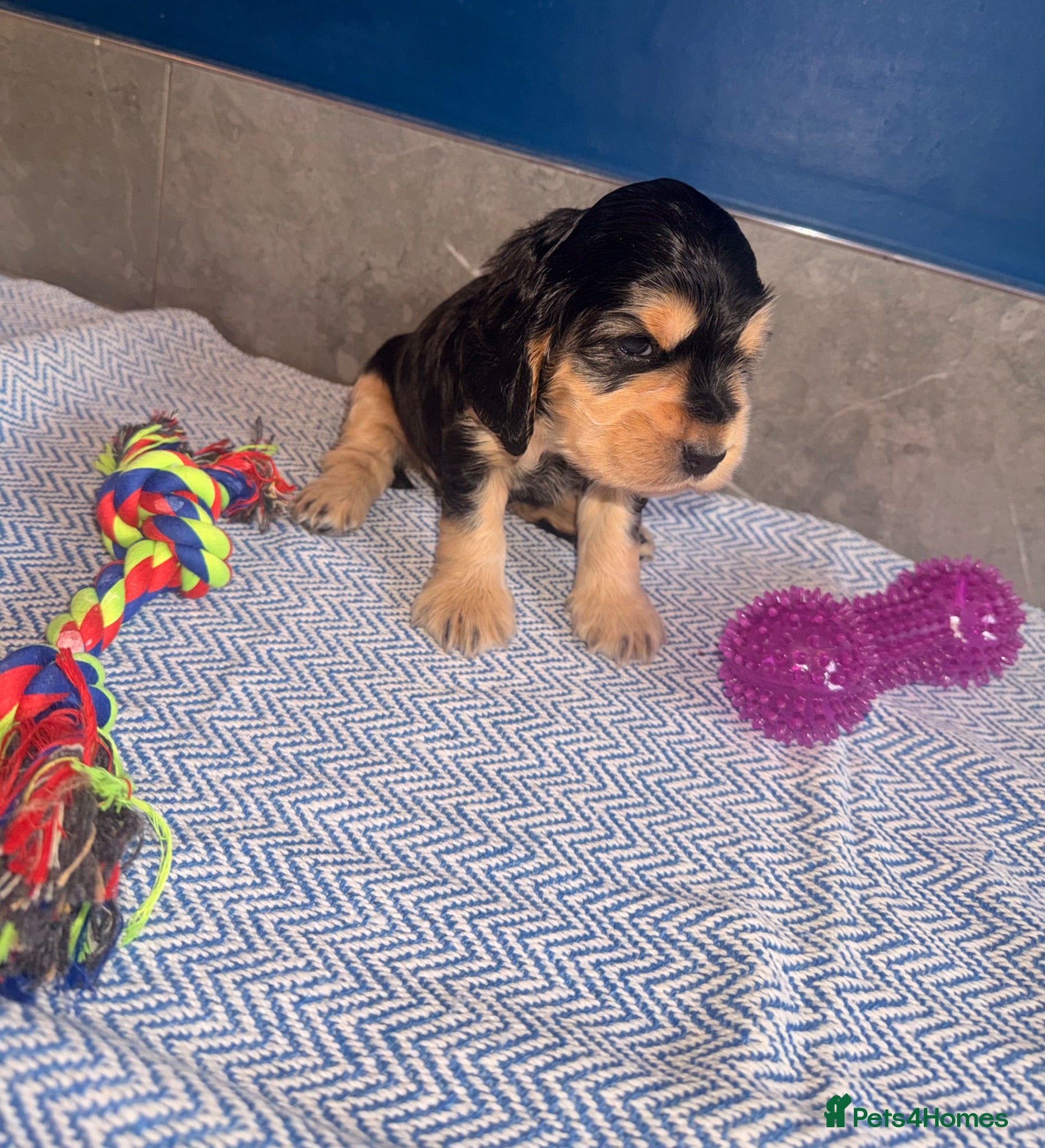 Cocker Spaniel dogs KC registered Black & Tan Sable Boy 🩵 - Advert 2