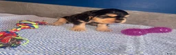 Cocker Spaniel dogs for sale: KC registered Black & Tan Sable Boy 🩵 - Advert 14