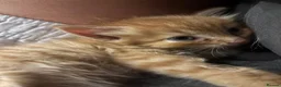 Mixed Breed cats for sale: playful long haired kittens - Advert 7