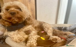 Cavapoo dogs for sale: F1b Toy cavapoo puppies extensively health tested - Image 8