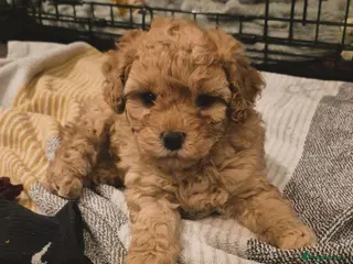 Cockapoo dogs Cockerpoo - Advert 9