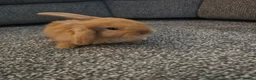 Mini Lop rabbits for sale: Mini lop rabbits for sale - Advert 15