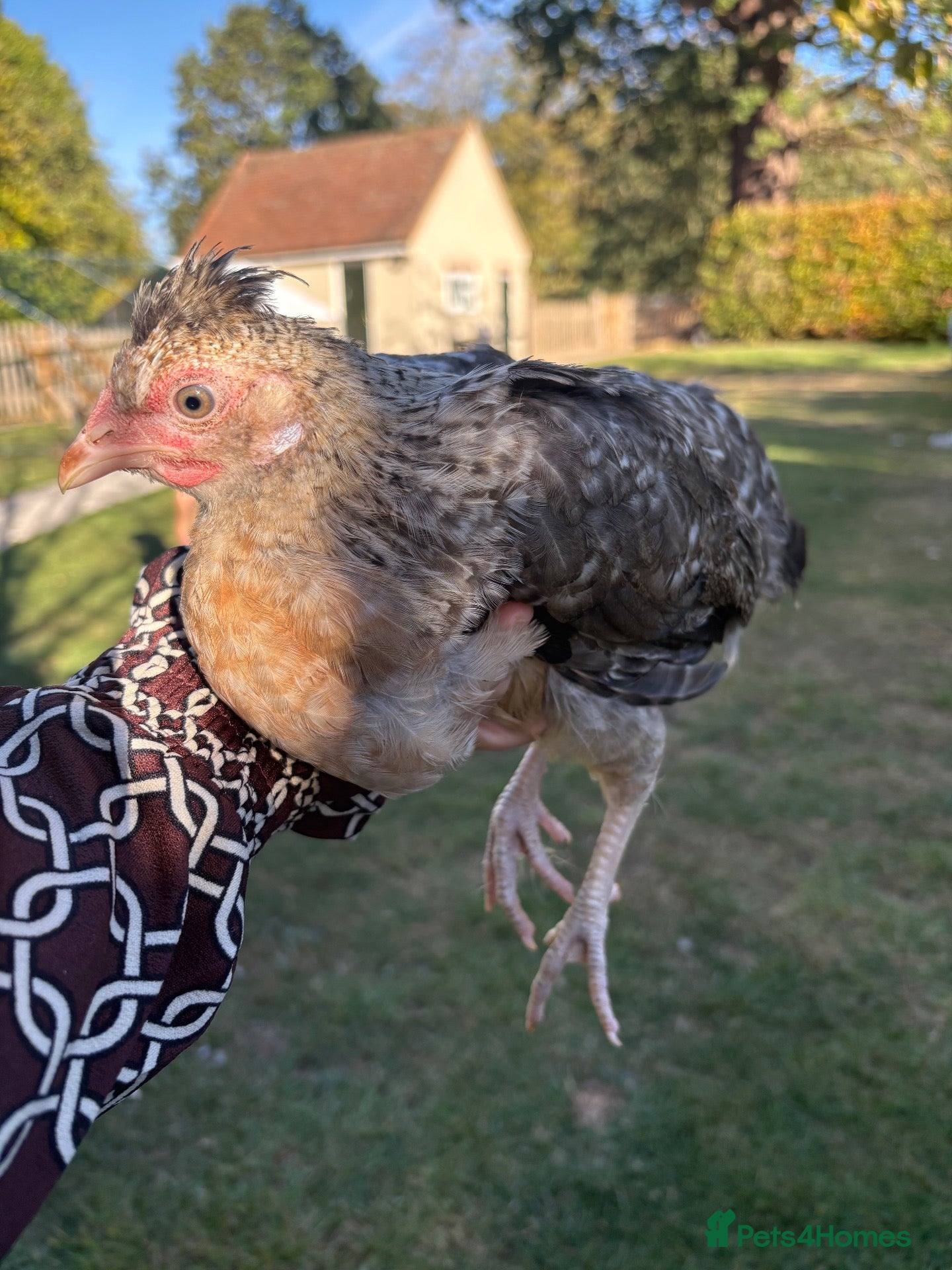 Chickens poultry Various pullets for sale  - Advert 21