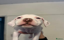 Mixed Breed dogs for sale: American bull dogs cross staffy - Image 3