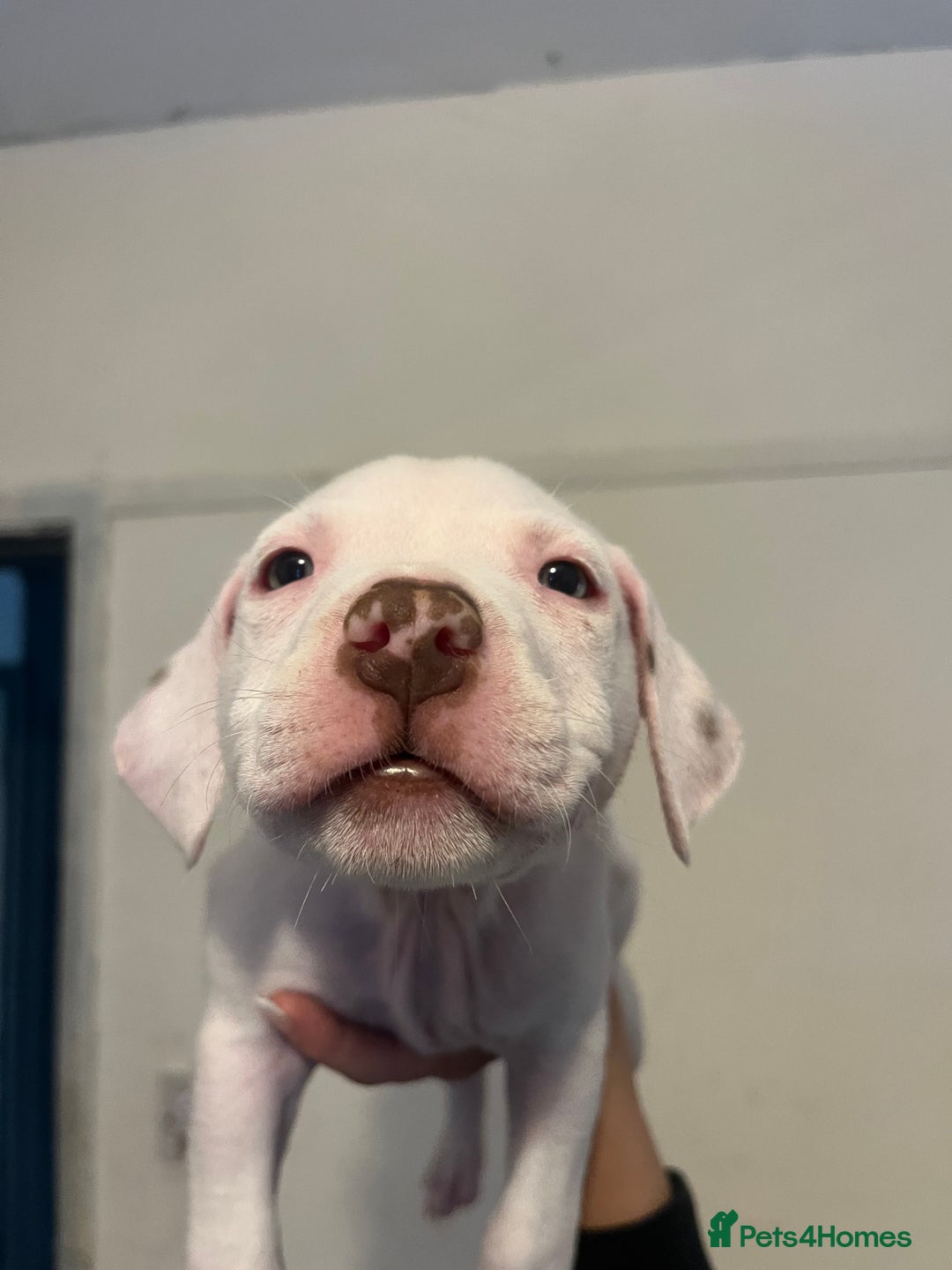 Mixed Breed dogs for sale: American bull dogs cross staffy - Image 3