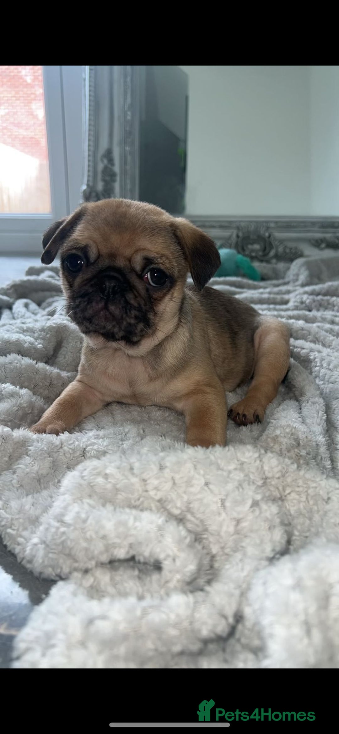 Pug dogs for sale: PUG PUPPYS READY TO GO !!!! - Advert 2