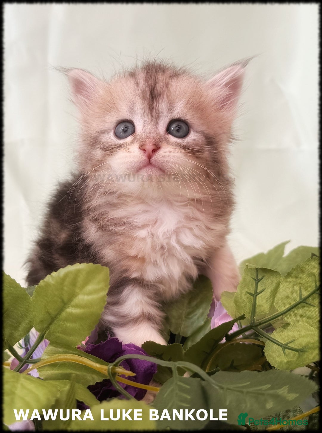 Siberian cats for sale: Siberian Kittens Available for Reservation!  - Image 11