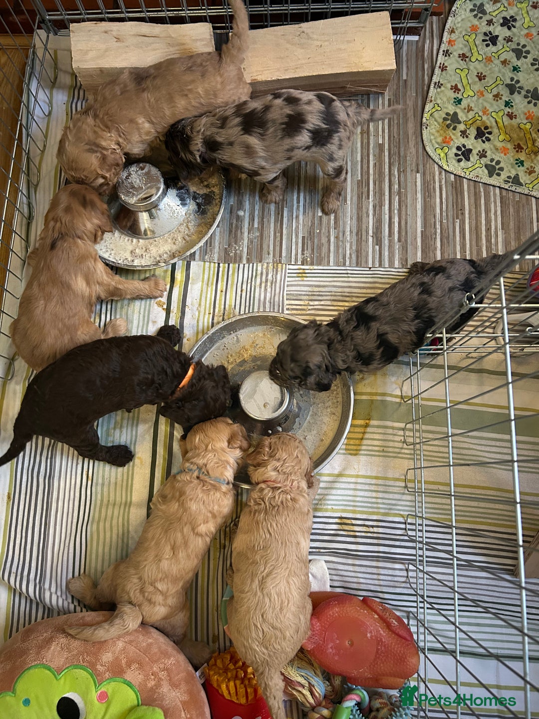 Cockapoo dogs for sale: Beautiful F2 Cockapoo Puppies  - Image 17