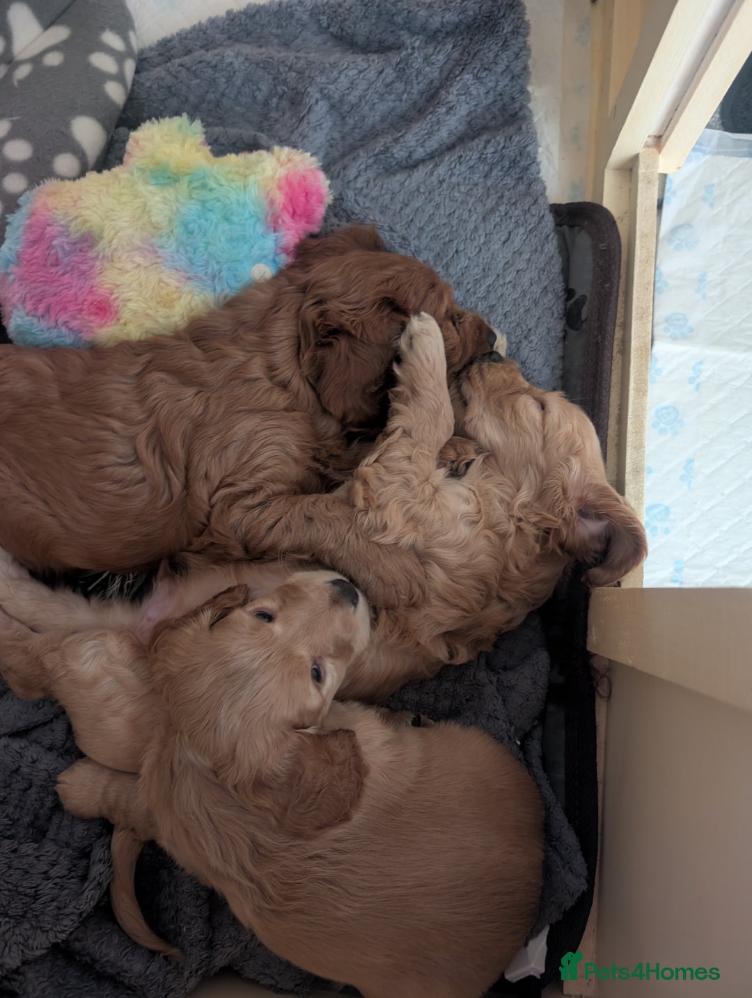 Cockapoo dogs for sale: Cockapoo x2 boys  - Advert 6