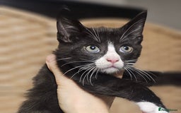 Mixed Breed cats for sale: Maine Coon X Kittens - Image 5