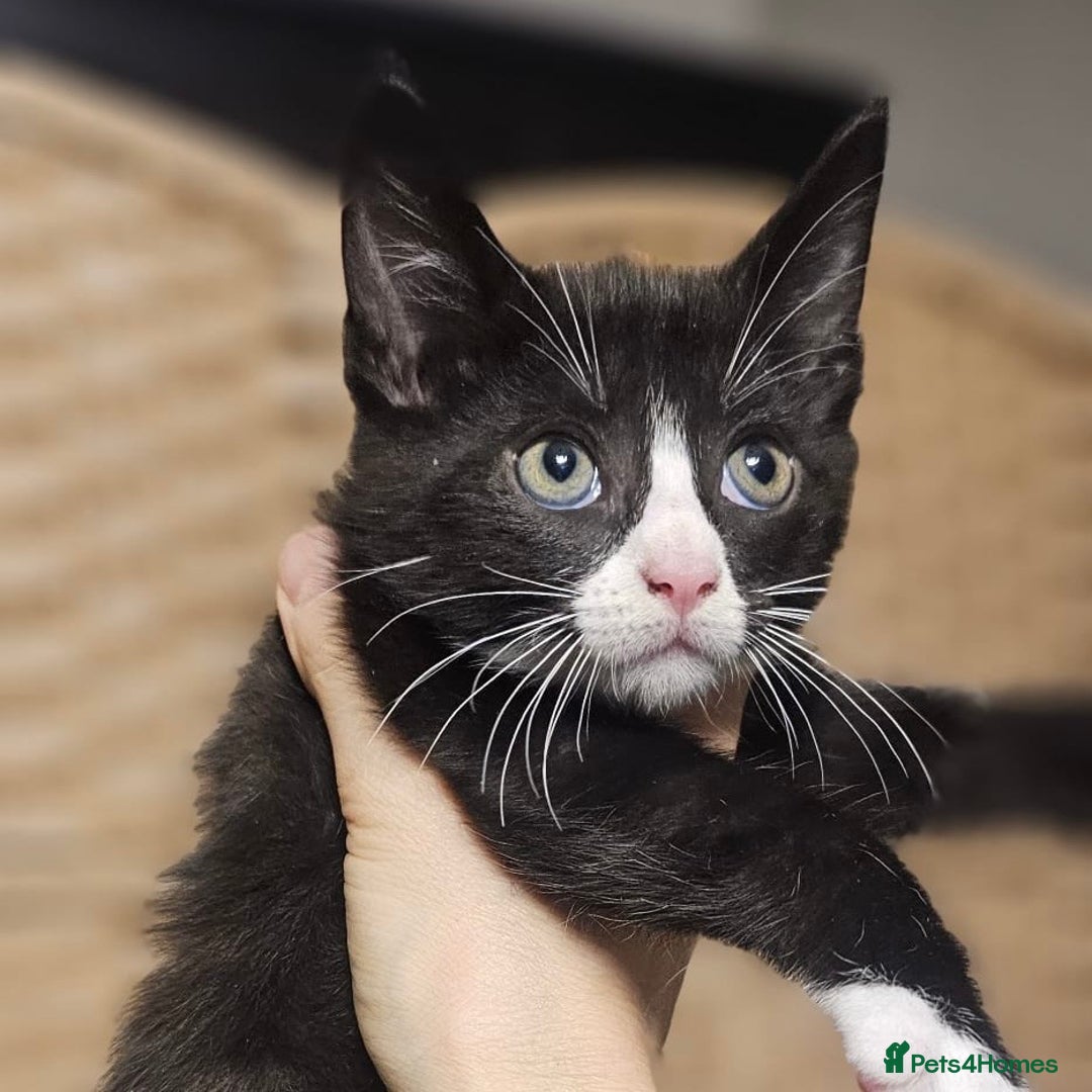 Mixed Breed cats for sale: Maine Coon X Kittens - Image 5
