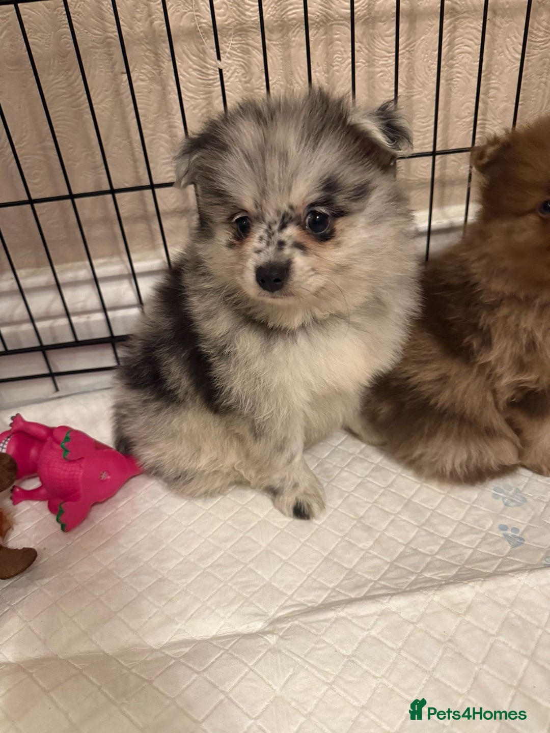 Pomeranian dogs for sale: Pom Puppies - Advert 20