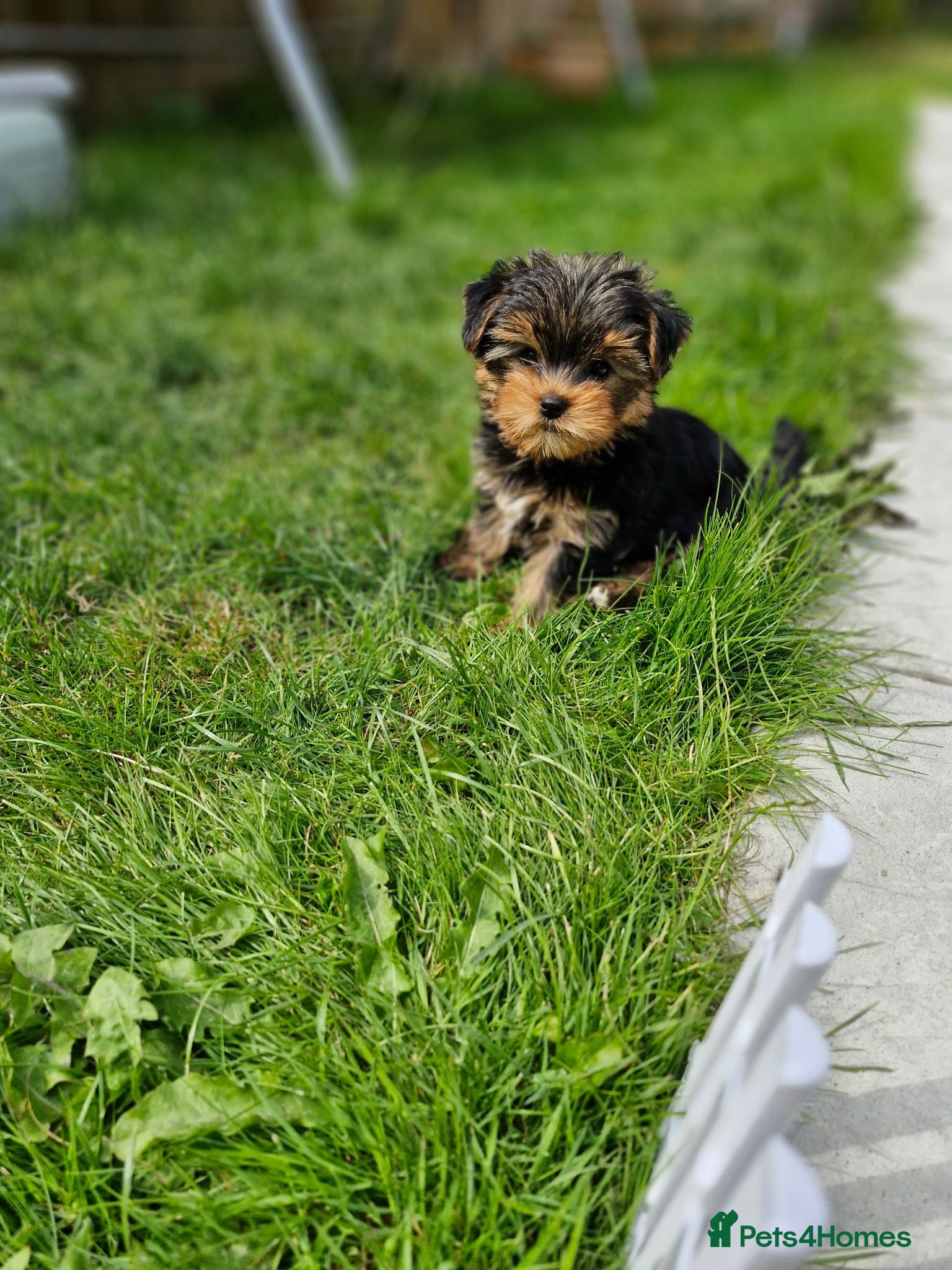 Yorkshire Terrier dogs 1  girls Yorkshire terrier puppie sale. - Advert 8