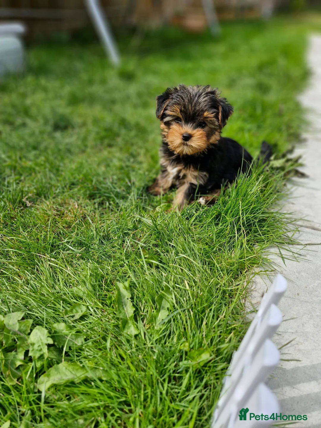 Yorkshire Terrier dogs for sale: 1  girls Yorkshire terrier puppie sale. - Advert 1