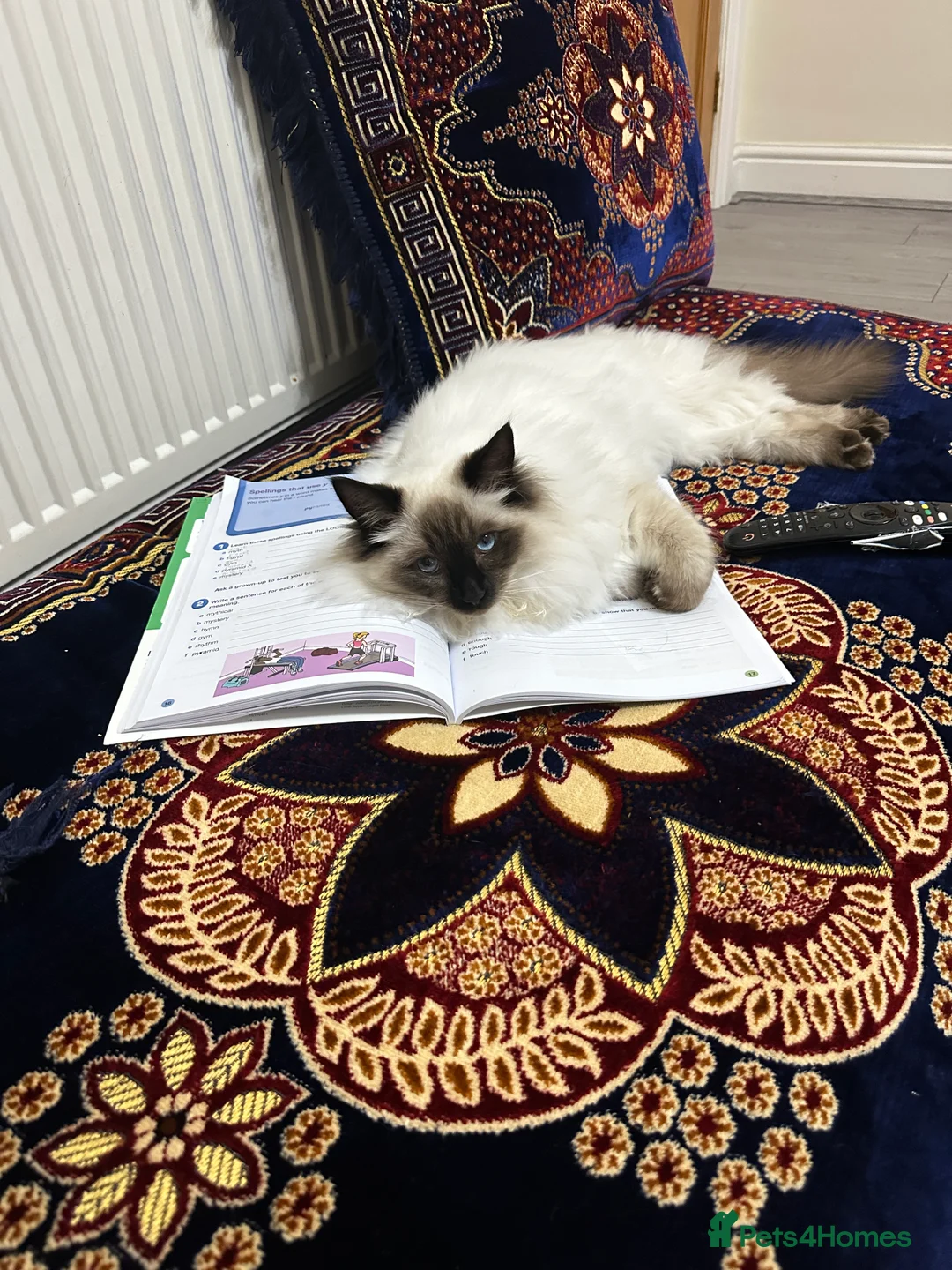 Ragdoll cats for sale: Kitten 8months - Advert 6