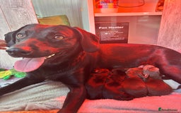Mixed Breed dogs for sale: Adorable Lab/Spaniel/Collie Mix Puppies for Sale - Image 18