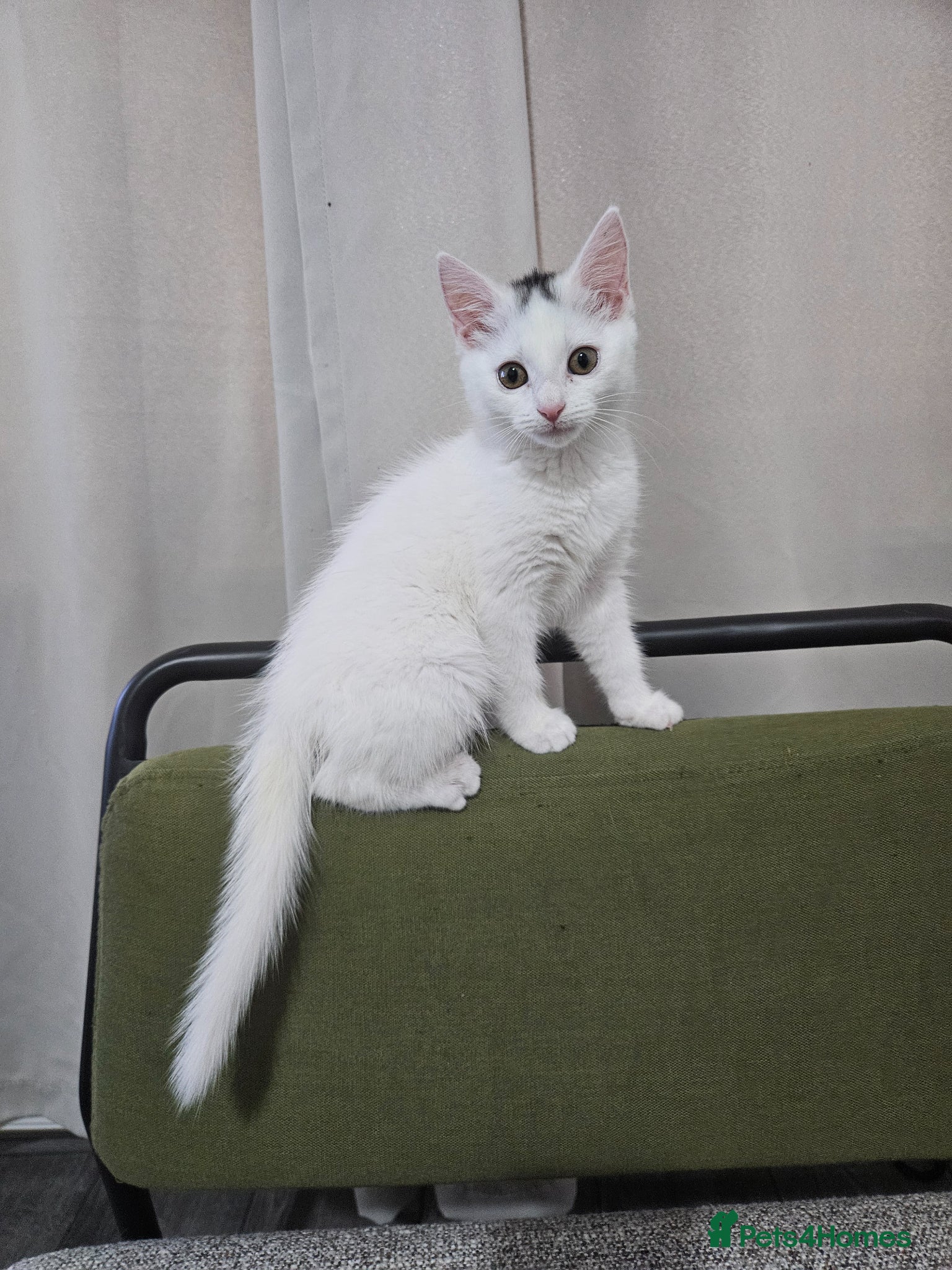 Domestic Shorthair cats White And Black, Female, Domestic Shorthair Kitten - Advert 2