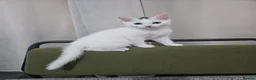 Domestic Shorthair cats for sale: White And Black, Female, Domestic Shorthair Kitten - Advert 1
