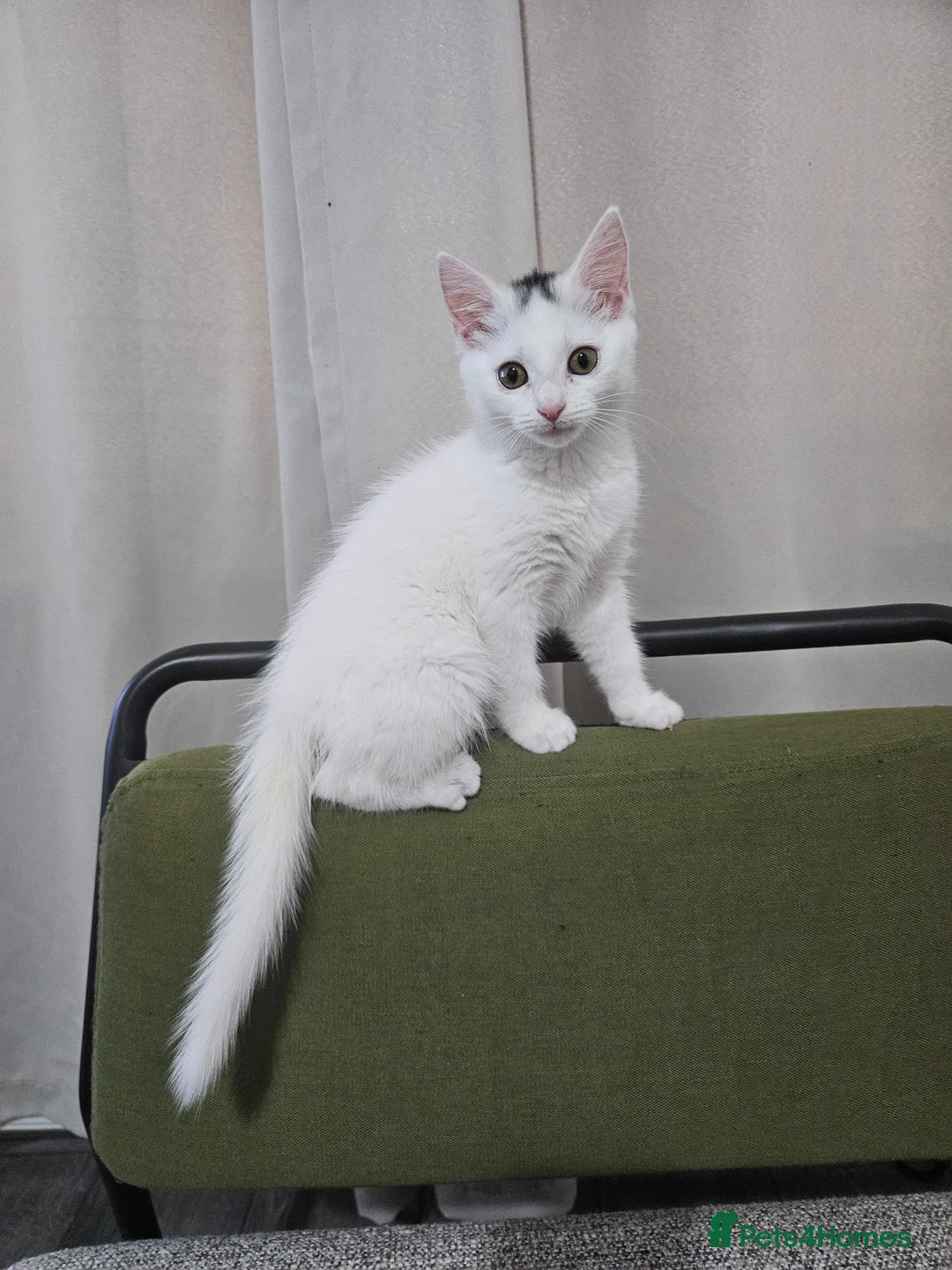 Domestic Shorthair cats for sale: White And Black, Female, Domestic Shorthair Kitten - Advert 1