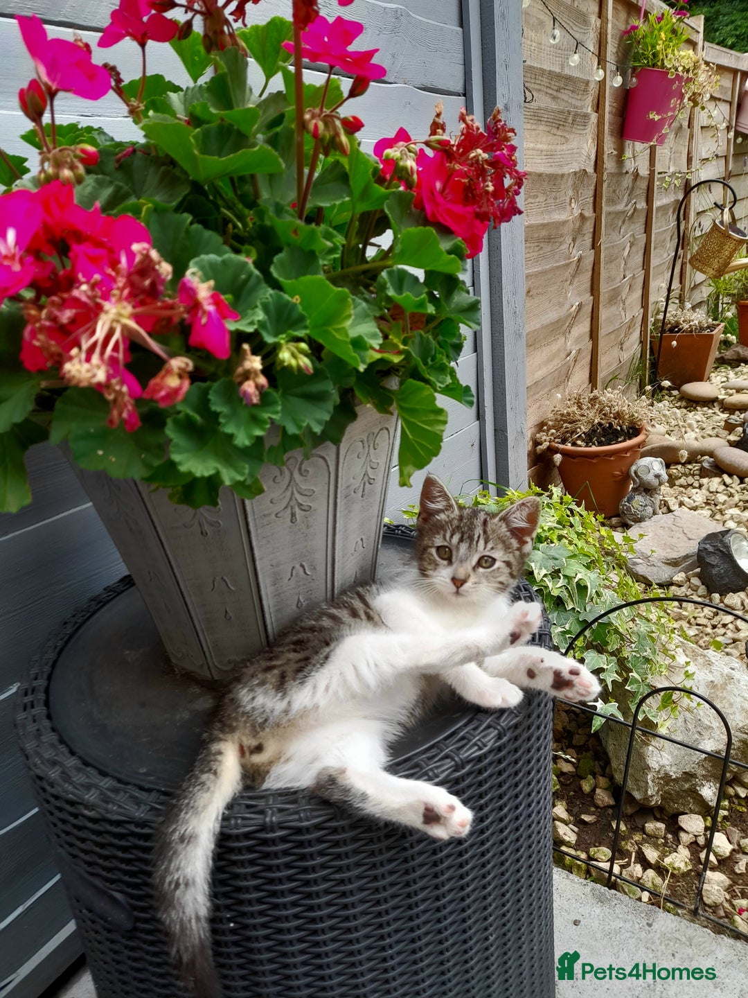 Domestic Shorthair cats for sale: 11 week old kitten - Image 6