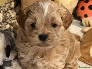 Shihpoo dogs Stunning Shih poo puppies - Advert 12