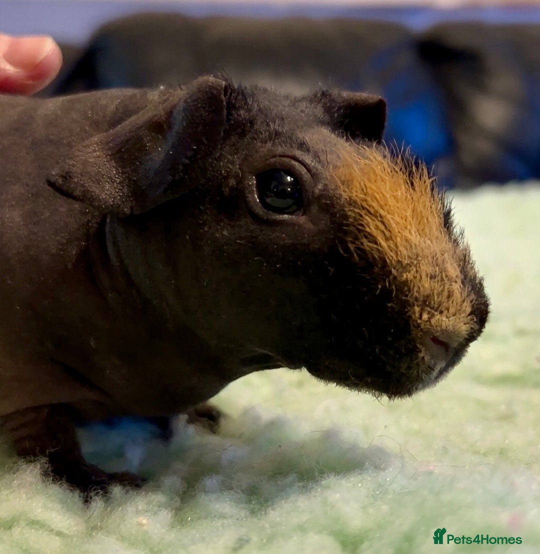 Guinea Pig rodents for sale: Gorgeous Male Skinny Pig  - Advert 2