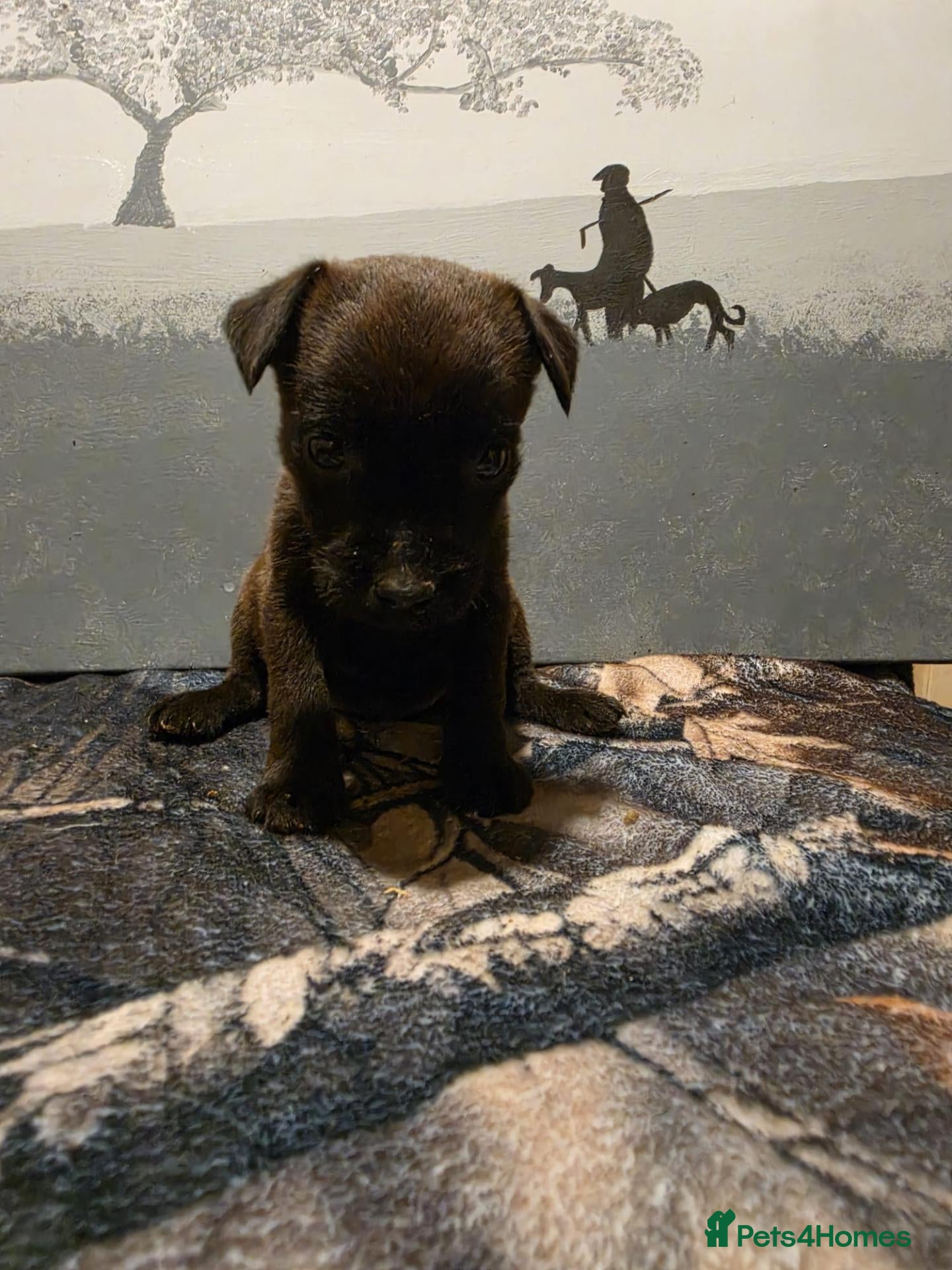 Mixed Breed dogs Patterdale cross  - Advert 2