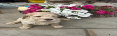 Labradoodle boy
