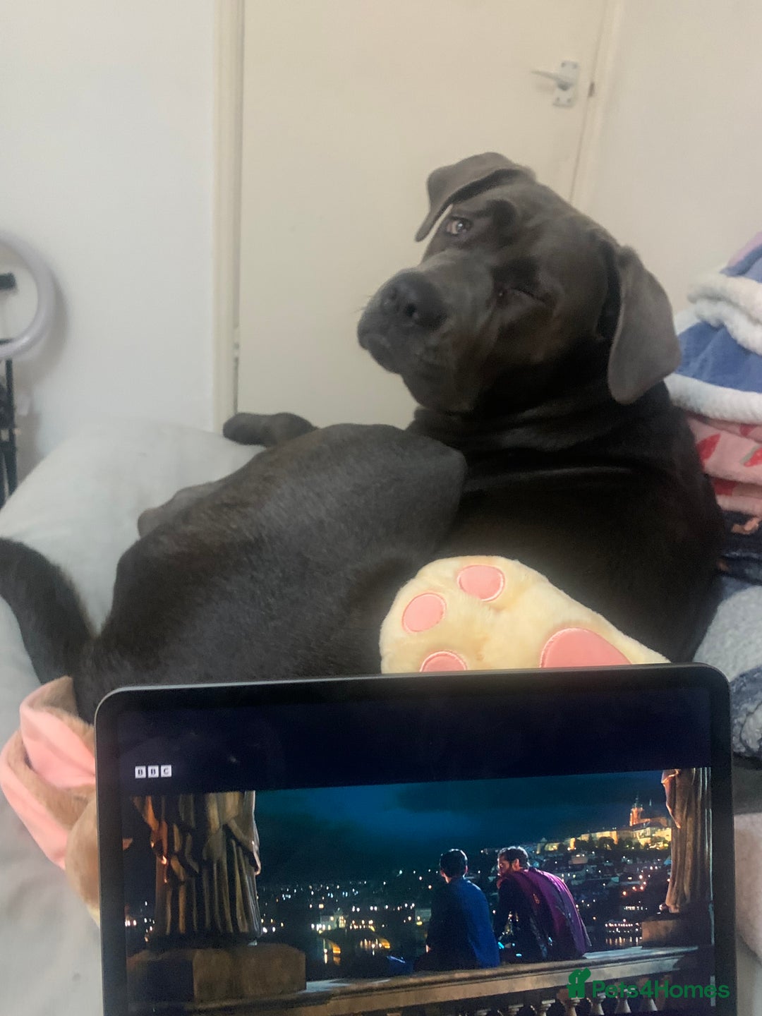 Cane Corso dogs for sale: FREE female cane corso - Image 9