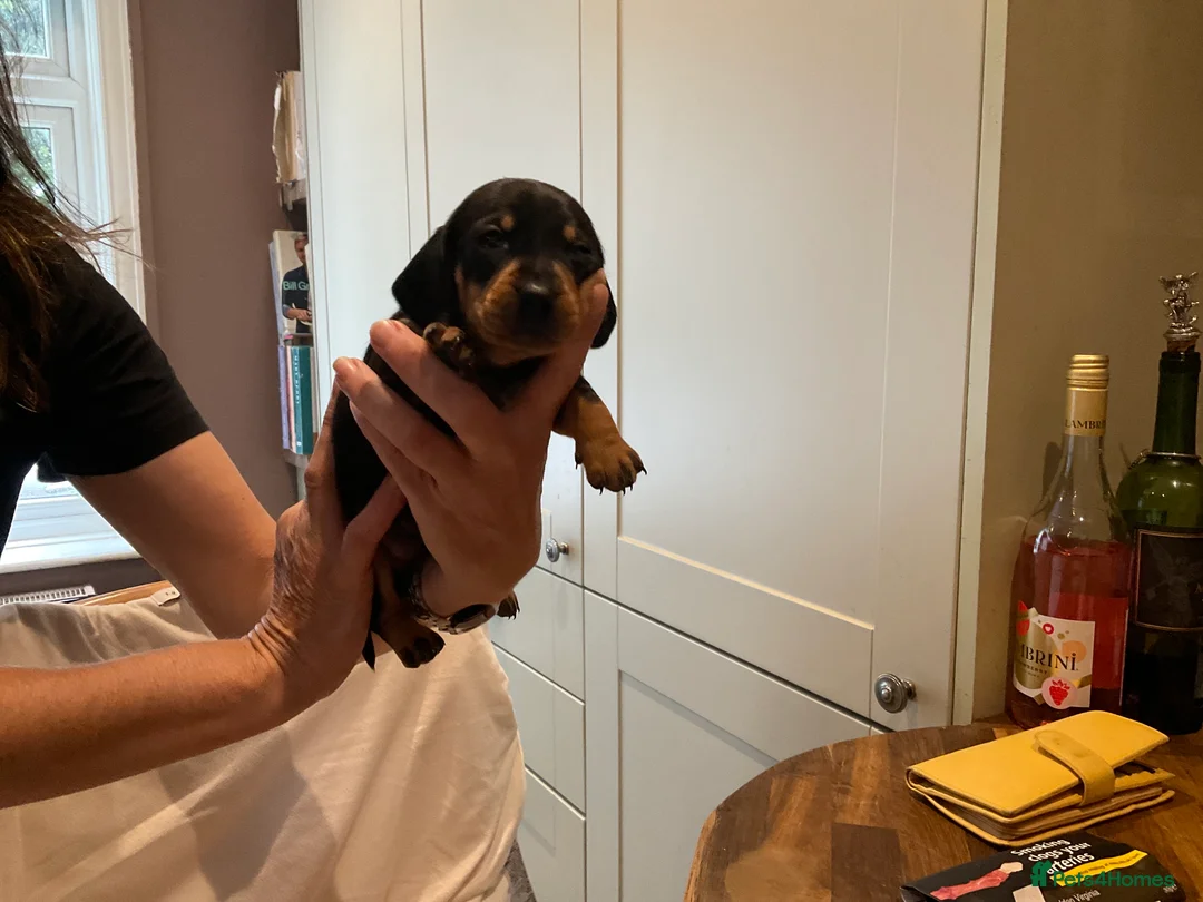 Dachshund dogs for sale: Dachshund  - Advert 2