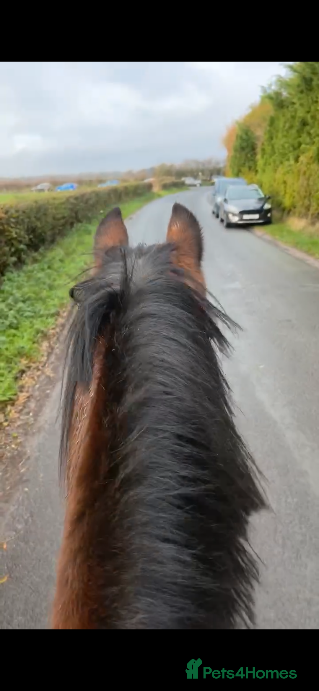 Welsh Section D horses for sale: Welsh d mare  - Advert 2