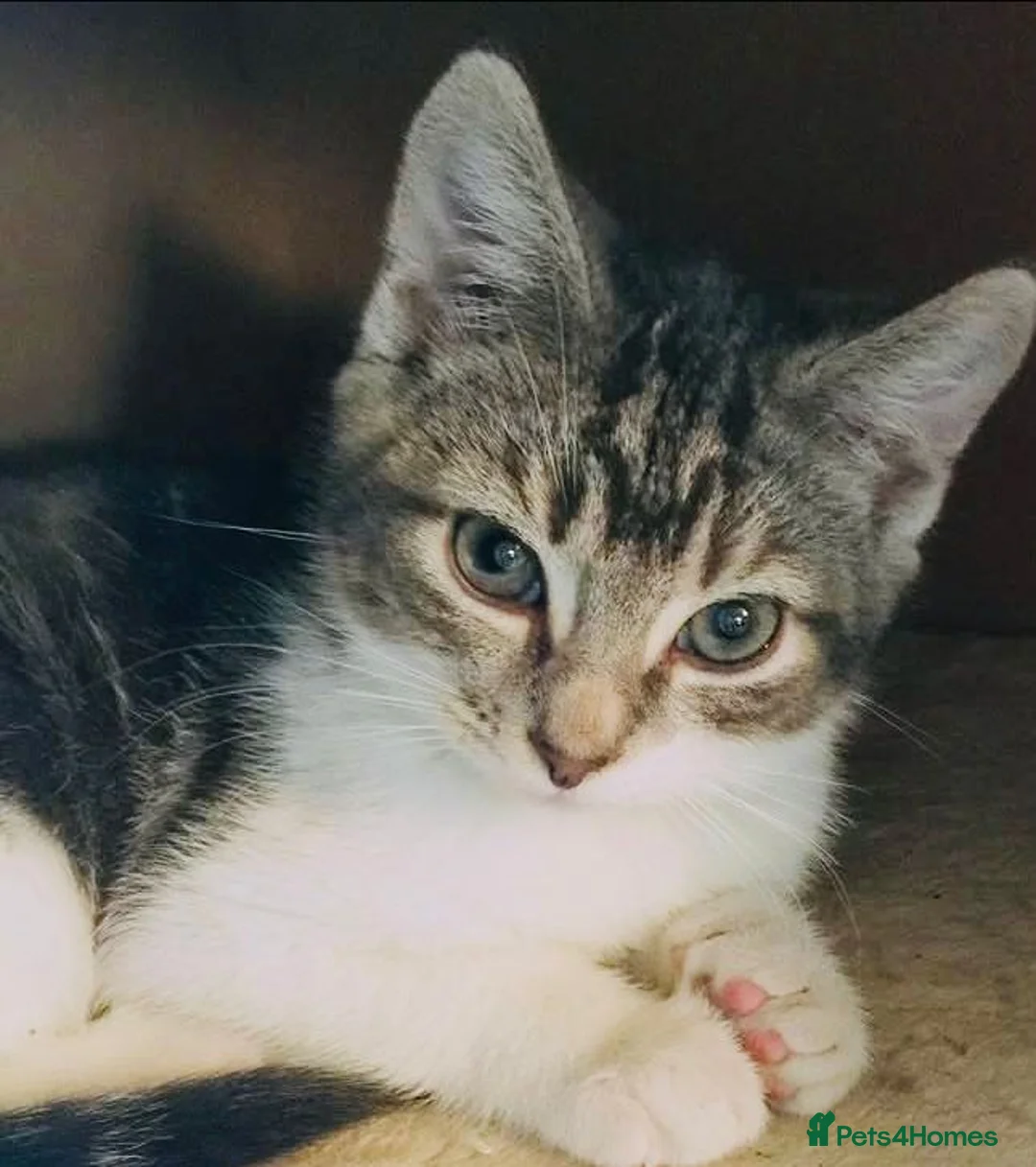 Mixed Breed cats for sale: Stunning Bengal Ragdoll kittens ready to go - Advert 4