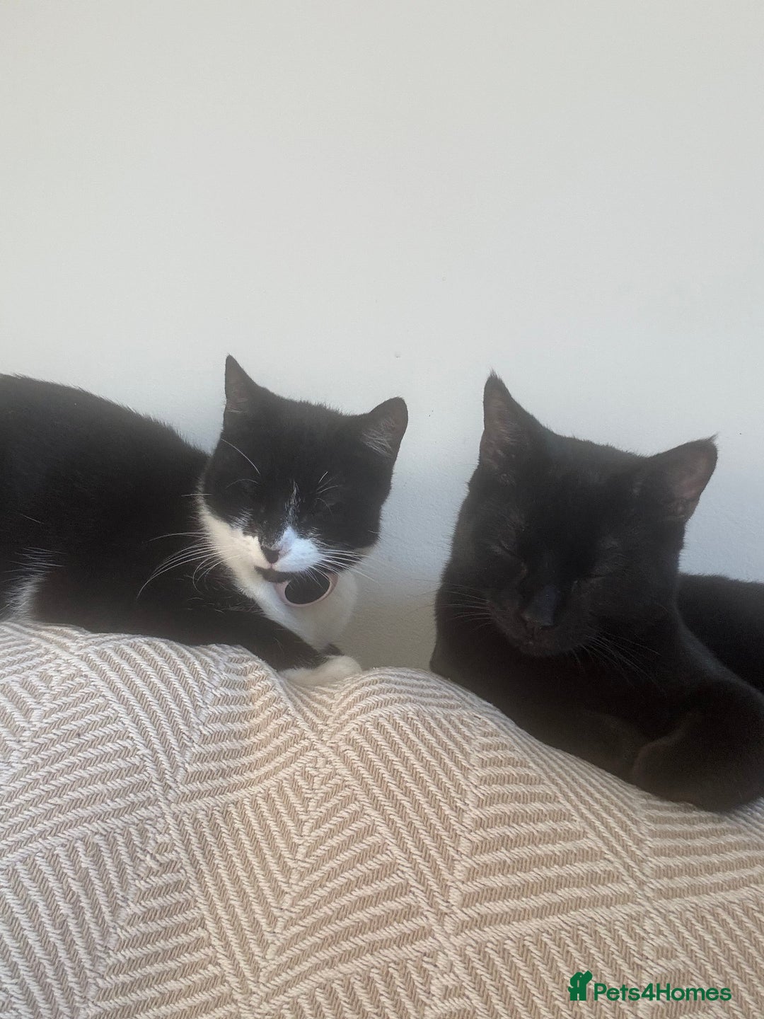 Mixed Breed cats for sale: Male black cat  - Advert 8