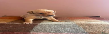 Labrador Retriever 7